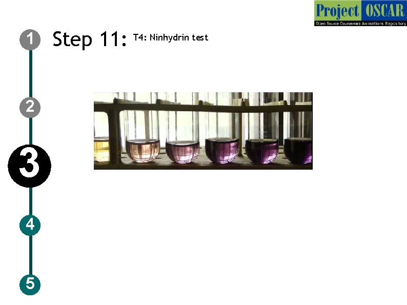 1 2 3 4 5 Step 11: T 4: Ninhydrin test 