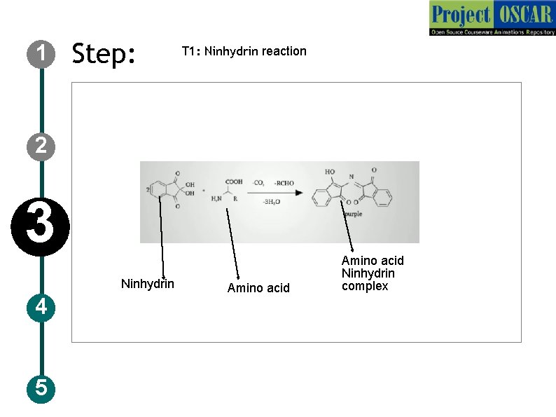 1 Step: T 1: Ninhydrin reaction 2 3 Ninhydrin 4 5 Amino acid Ninhydrin