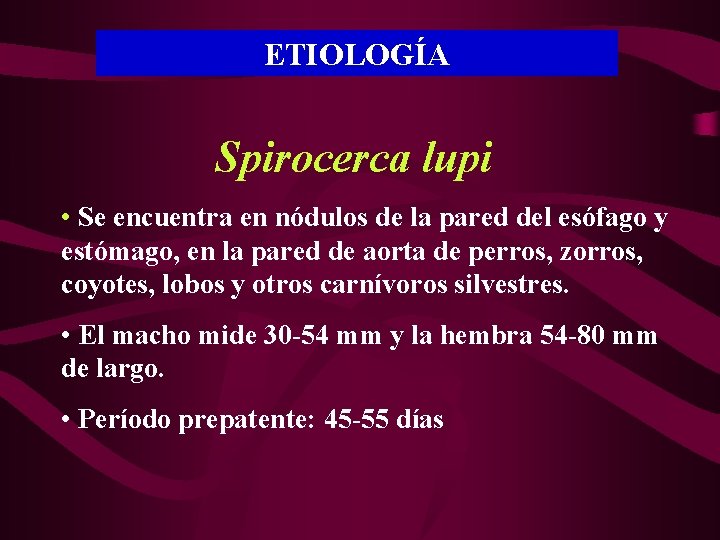 ETIOLOGÍA Spirocerca lupi • Se encuentra en nódulos de la pared del esófago y