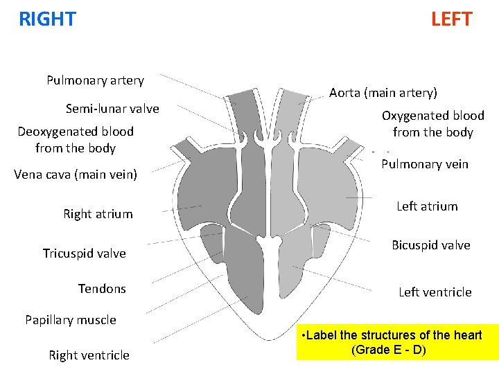 RIGHT LEFT (a) (c) Semi-lunar valve Pulmonary artery Deoxygenated blood from the body (d)