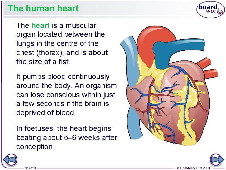 The human heart The heart is a muscular organ located between the lungs in