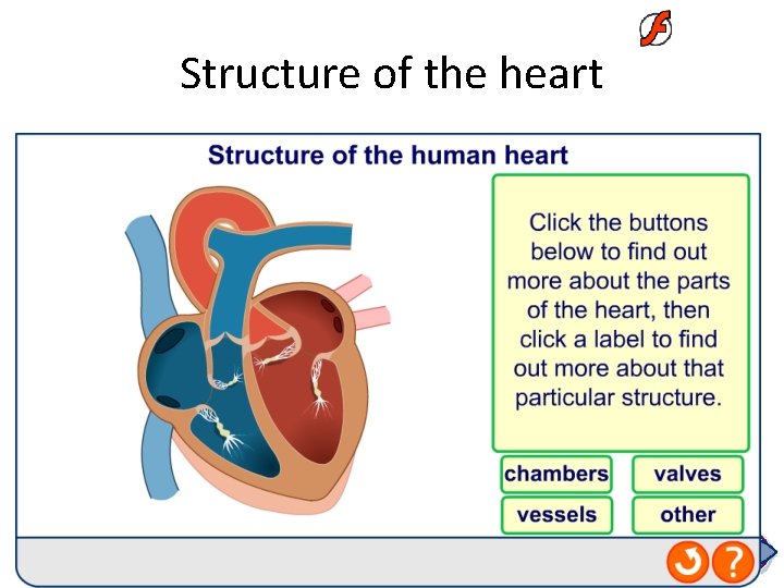 Structure of the heart • Explain the difference in the thickness of the walls