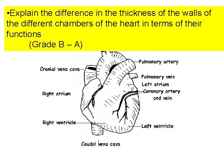  • Explain the difference in the thickness of the walls of the different