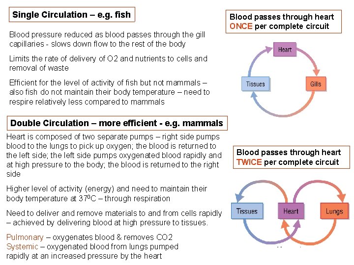 Single Circulation – e. g. fish Blood pressure reduced as blood passes through the