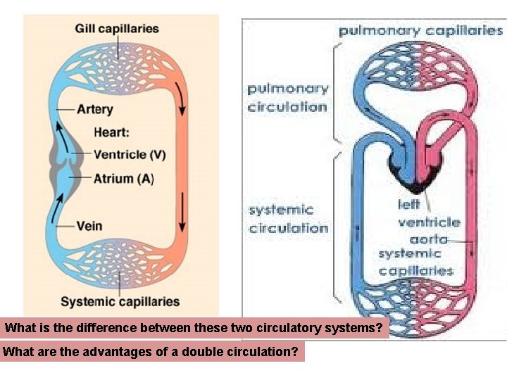 What is the difference between these two circulatory systems? What are the advantages of