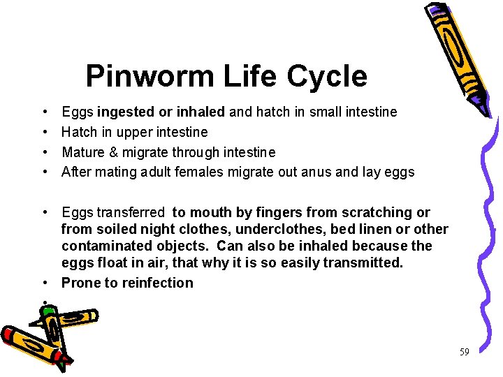 Pinworm Life Cycle • • Eggs ingested or inhaled and hatch in small intestine Pinworm Life Cycle • • Eggs ingested or inhaled and hatch in small intestine
