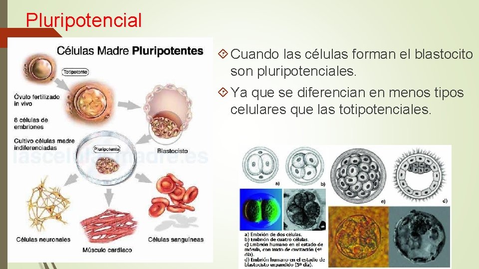 Pluripotencial Cuando las células forman el blastocito son pluripotenciales. Ya que se diferencian en