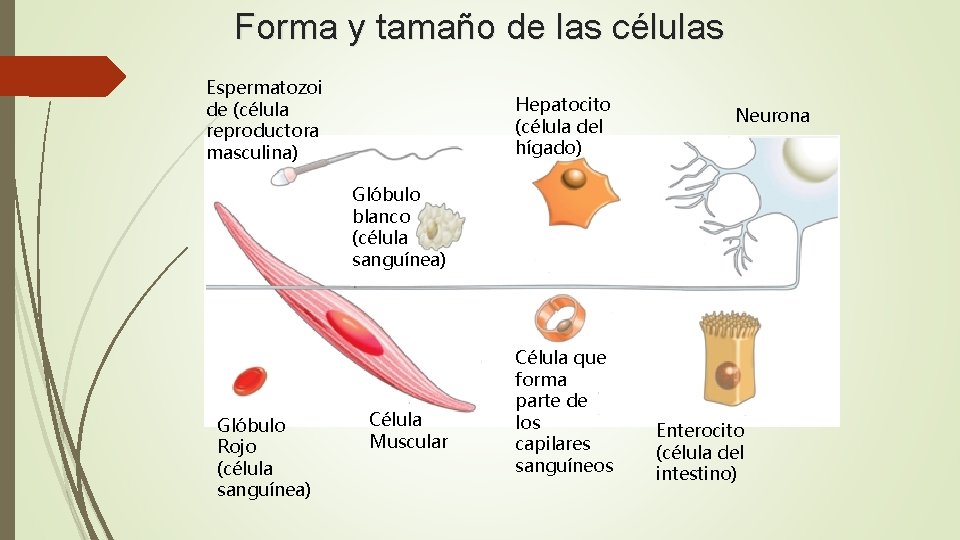 Forma y tamaño de las células Espermatozoi de (célula reproductora masculina) Hepatocito (célula del