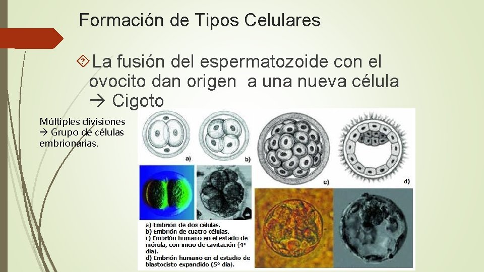 Formación de Tipos Celulares La fusión del espermatozoide con el ovocito dan origen a