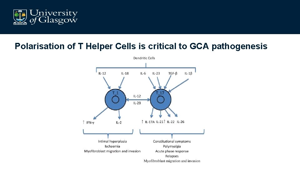 Polarisation of T Helper Cells is critical to GCA pathogenesis 