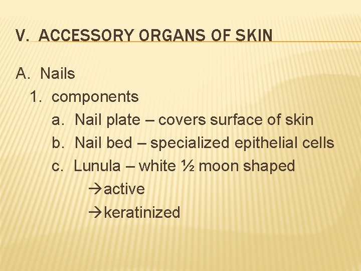 V. ACCESSORY ORGANS OF SKIN A. Nails 1. components a. Nail plate – covers V. ACCESSORY ORGANS OF SKIN A. Nails 1. components a. Nail plate – covers