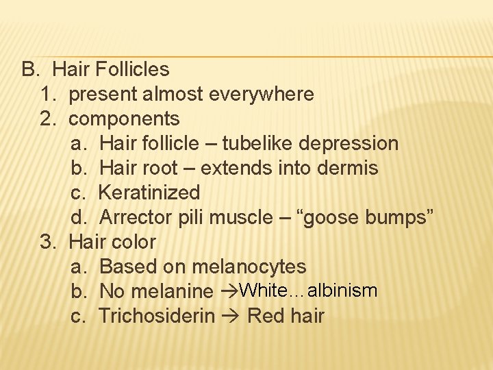 B. Hair Follicles 1. present almost everywhere 2. components a. Hair follicle – tubelike B. Hair Follicles 1. present almost everywhere 2. components a. Hair follicle – tubelike