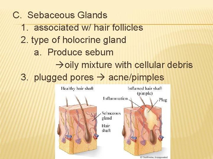 C. Sebaceous Glands 1. associated w/ hair follicles 2. type of holocrine gland a. C. Sebaceous Glands 1. associated w/ hair follicles 2. type of holocrine gland a.