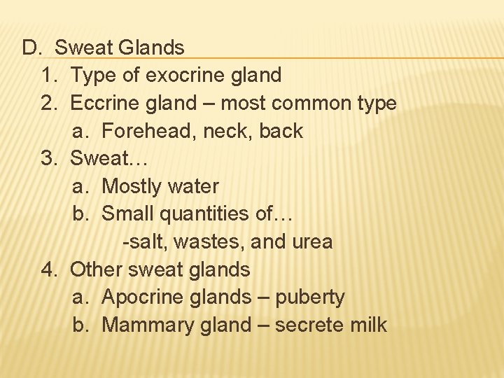 D. Sweat Glands 1. Type of exocrine gland 2. Eccrine gland – most common D. Sweat Glands 1. Type of exocrine gland 2. Eccrine gland – most common