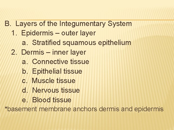 B. Layers of the Integumentary System 1. Epidermis – outer layer a. Stratified squamous B. Layers of the Integumentary System 1. Epidermis – outer layer a. Stratified squamous