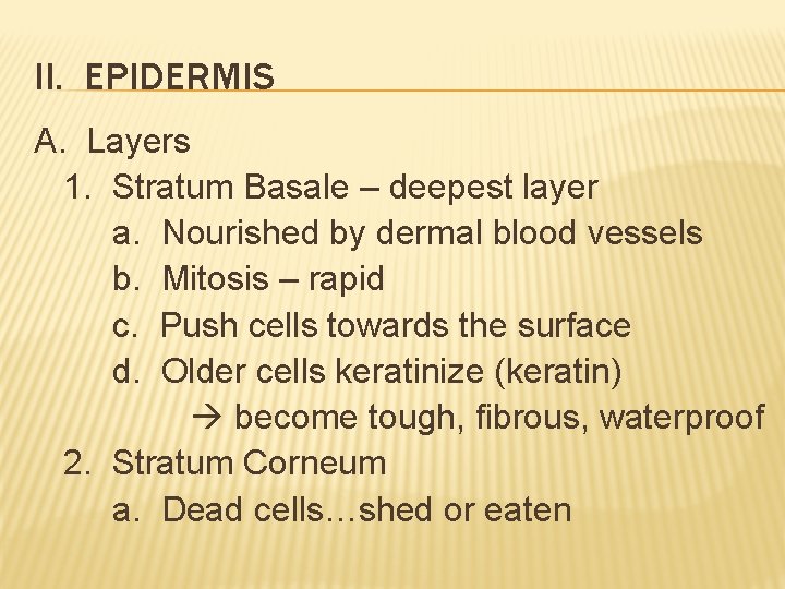 II. EPIDERMIS A. Layers 1. Stratum Basale – deepest layer a. Nourished by dermal II. EPIDERMIS A. Layers 1. Stratum Basale – deepest layer a. Nourished by dermal