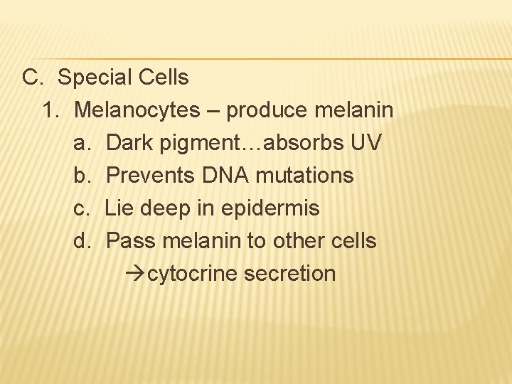 C. Special Cells 1. Melanocytes – produce melanin a. Dark pigment…absorbs UV b. Prevents C. Special Cells 1. Melanocytes – produce melanin a. Dark pigment…absorbs UV b. Prevents
