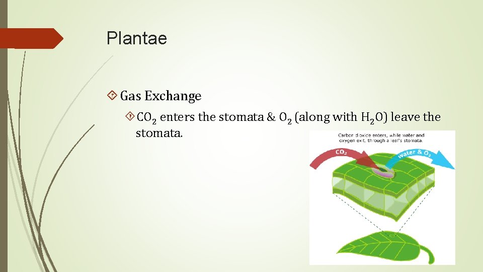 Plantae Gas Exchange CO 2 enters the stomata & O 2 (along with H