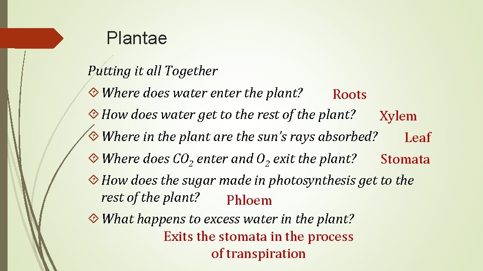 Plantae Putting it all Together Where does water enter the plant? Roots How does