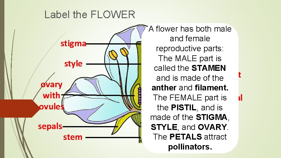 Label the FLOWER stigma style ovary with ovules sepals stem A flower has both