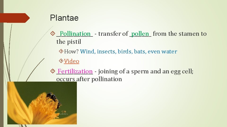 Plantae Pollination - transfer of _____ pollen from the stamen to ________ the pistil