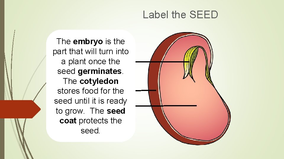 Label the SEED The embryo is the part that will turn into a plant