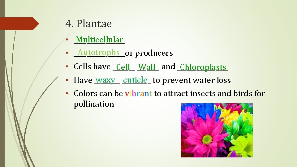 4. Plantae • ________ Multicellular Autotrophs • ________or producers • Cells have _______ Cell