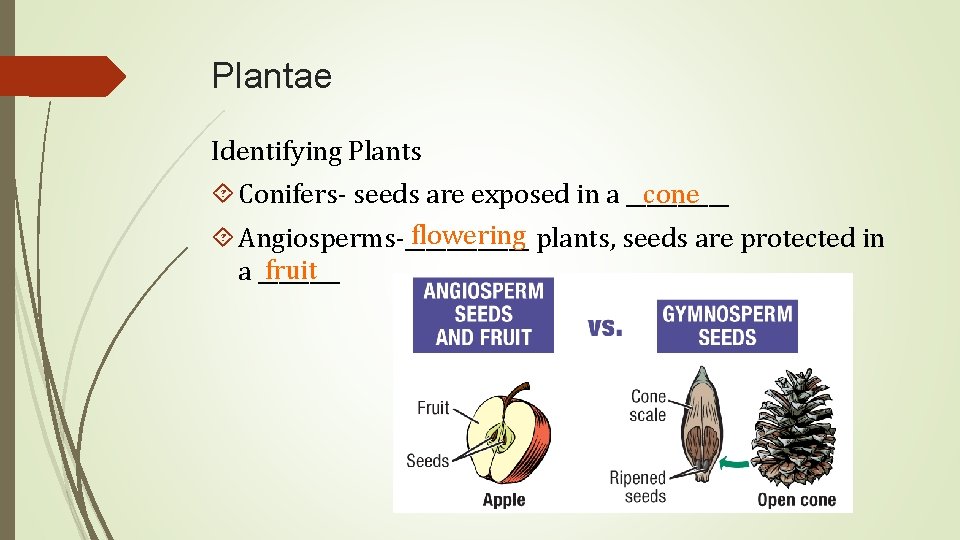 Plantae Identifying Plants cone Conifers- seeds are exposed in a _____ flowering plants, seeds