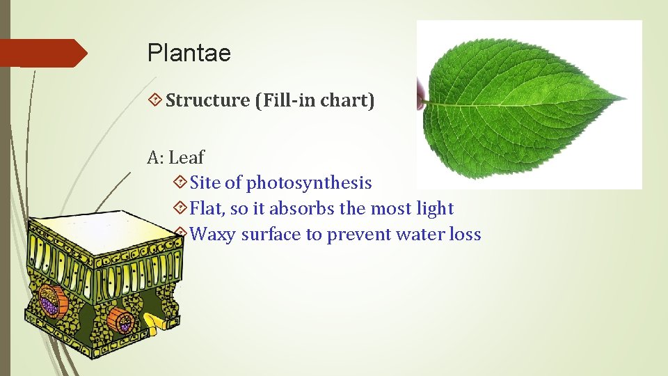 Plantae Structure (Fill-in chart) A: Leaf Site of photosynthesis Flat, so it absorbs the