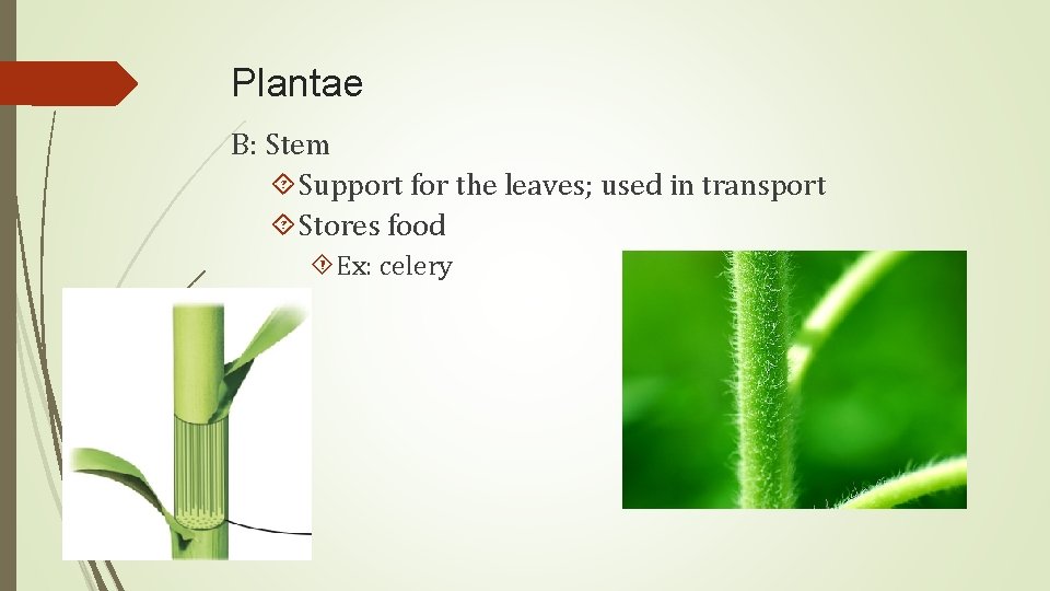 Plantae B: Stem Support for the leaves; used in transport Stores food Ex: celery