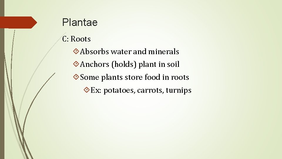 Plantae C: Roots Absorbs water and minerals Anchors (holds) plant in soil Some plants