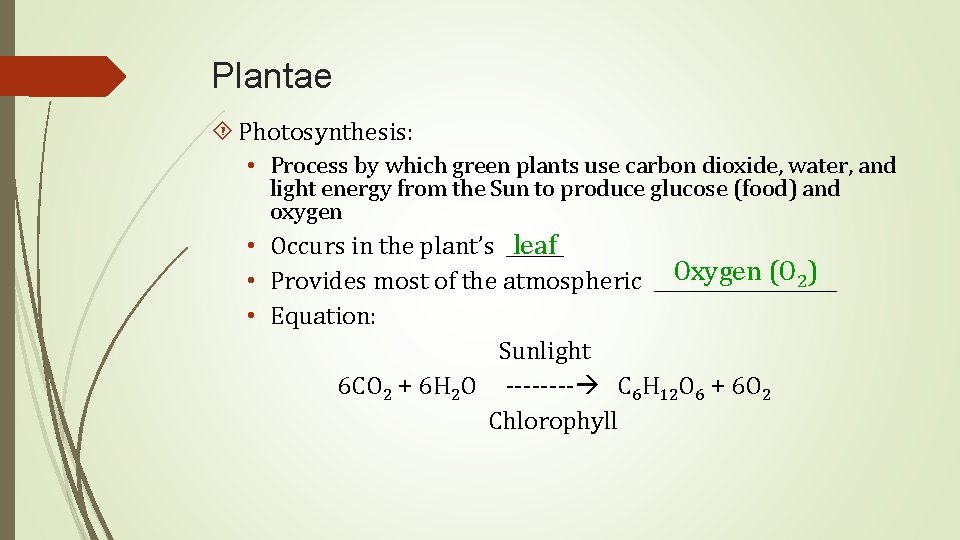 Plantae Photosynthesis: • Process by which green plants use carbon dioxide, water, and light