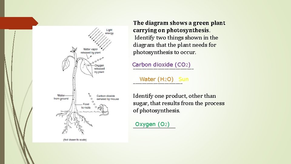 The diagram shows a green plant carrying on photosynthesis. Identify two things shown in