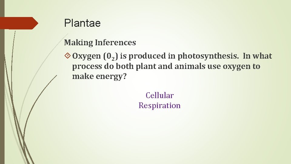 Plantae Making Inferences Oxygen (02) is produced in photosynthesis. In what process do both