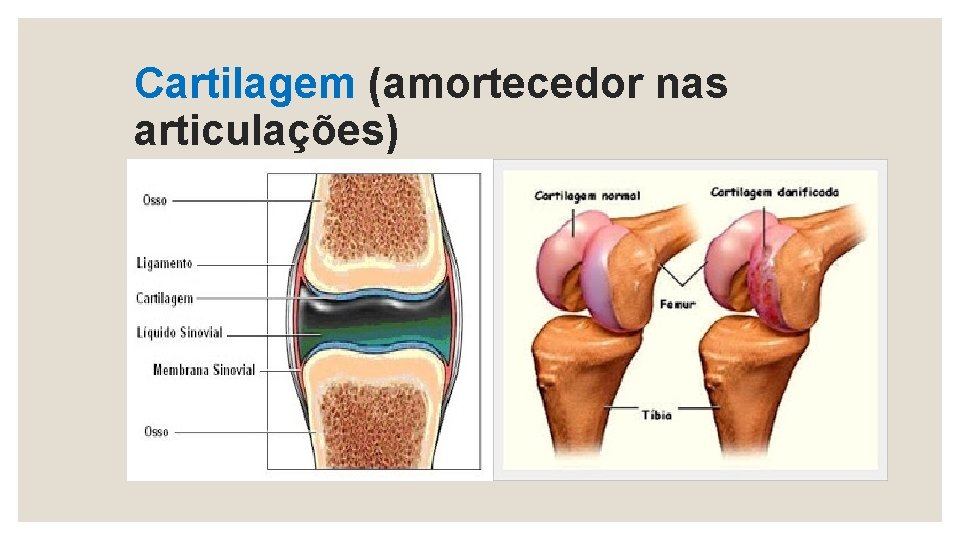 Cartilagem (amortecedor nas articulações) 