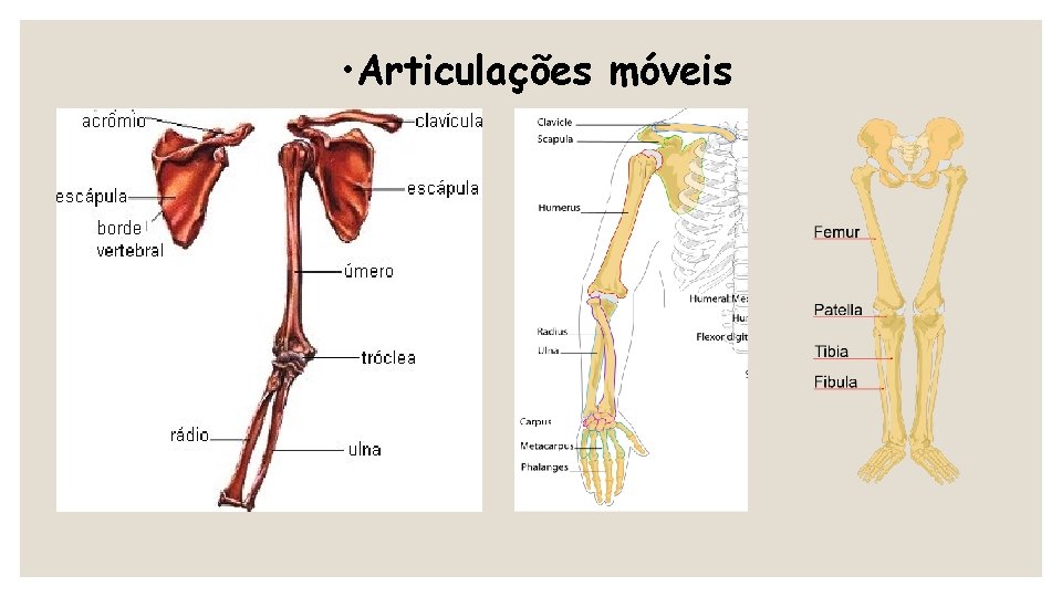  • Articulações móveis 