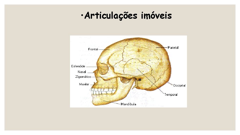  • Articulações imóveis 