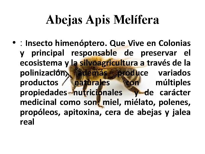 Abejas Apis Melífera • : Insecto himenóptero. Que Vive en Colonias y principal responsable