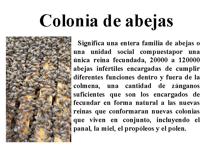 Colonia de abejas Significa una entera familia de abejas o una unidad social compuestapor