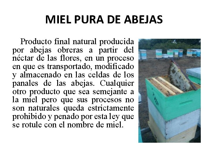 MIEL PURA DE ABEJAS Producto final natural producida por abejas obreras a partir del