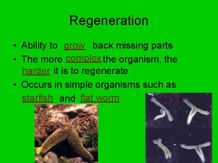 Regeneration • Ability to grow back missing parts • The more complex the organism,
