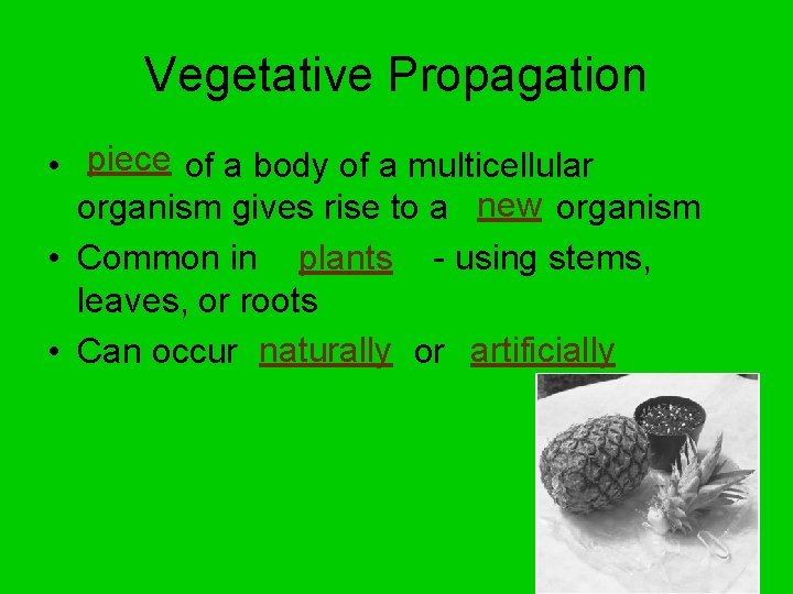 Vegetative Propagation • piece of a body of a multicellular organism gives rise to