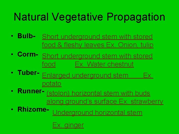 Natural Vegetative Propagation • Bulb- Short underground stem with stored food & fleshy leaves