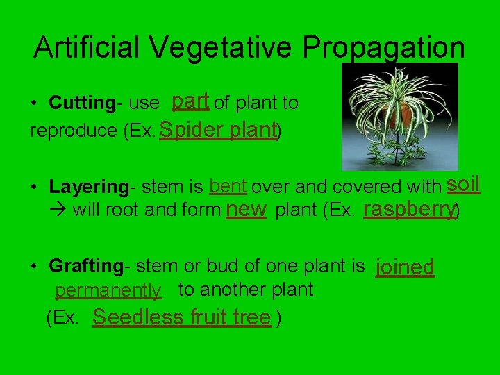 Artificial Vegetative Propagation • Cutting- use part of plant to reproduce (Ex. Spider plant)