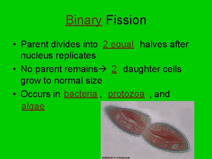 Binary Fission • Parent divides into 2 equal halves after nucleus replicates • No