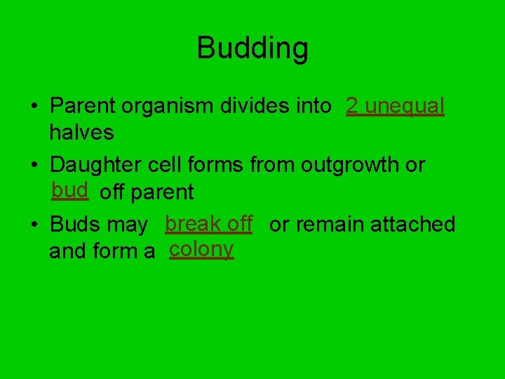 Budding • Parent organism divides into 2 unequal halves • Daughter cell forms from