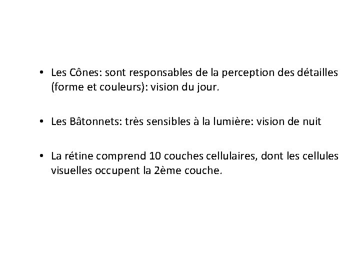  • Les Cônes: sont responsables de la perception des détailles (forme et couleurs):