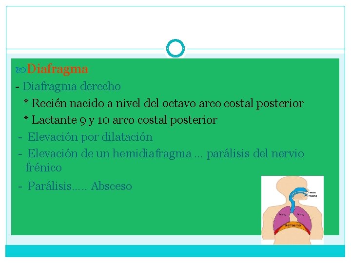  Diafragma - Diafragma derecho * Recién nacido a nivel del octavo arco costal