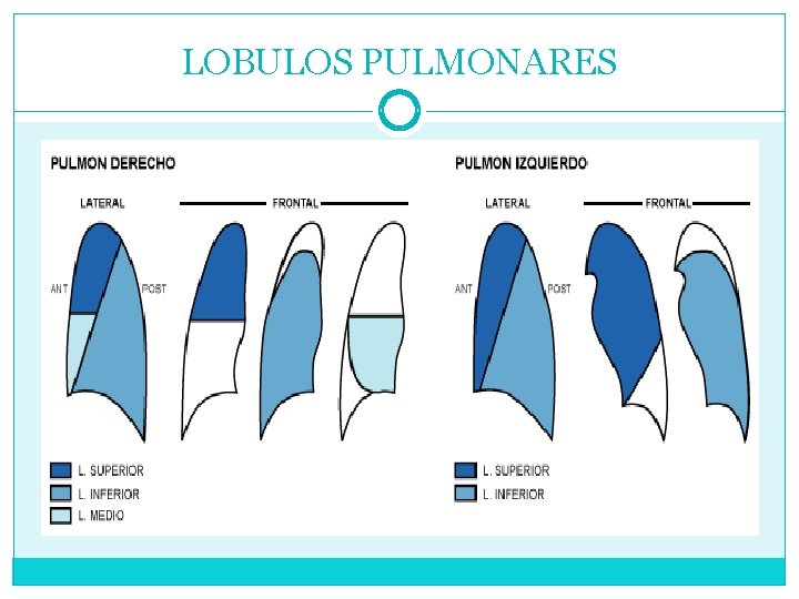 LOBULOS PULMONARES 