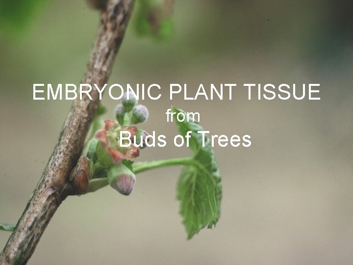 EMBRYONIC PLANT TISSUE from Buds of Trees 